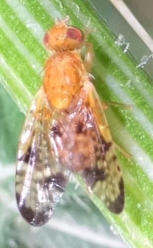Xyphosia miliaria
